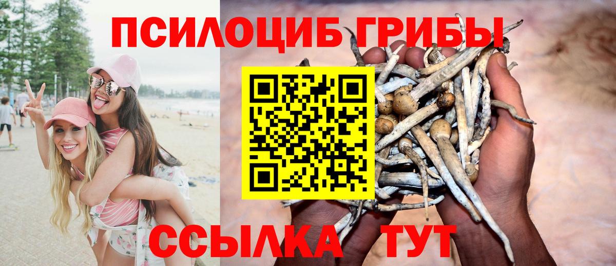 Псилоцибиновые грибы Psilocybe Гусев